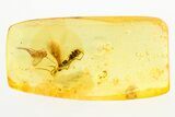 Detailed Fossil Fungus Gnat and Wasp In Baltic Amber #275365-1